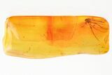 Detailed Fossil True Midge (Chironomidae) in Baltic Amber #357890-1